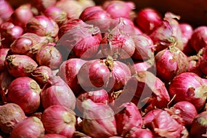 a bunch of fresh shallots