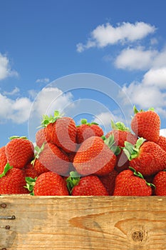 Bunch of fresh strawberries in a wooden crate