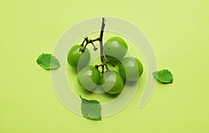 bunch of fresh sweet green shine muscat (vitis vinifera) grape and leaf isolate on green background