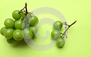 bunch of fresh sweet green shine muscat (vitis vinifera) grape and leaf isolate on green background