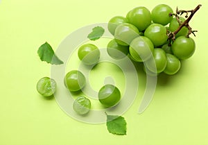 bunch of fresh sweet green shine muscat (vitis vinifera) grape and leaf isolate on green background