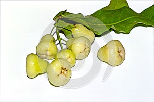 A bunch of Fresh and sweet Indian white Syzygium samarangense or java apple fruit on white isolated background