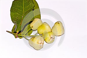 A bunch of fresh and sweet Indian white Syzygium samarangense or java apple or wax apple fruit on white isolated background