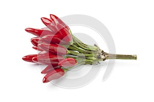 Bunch of fresh tabasco peppers