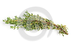 Bunch of Fresh Thyme