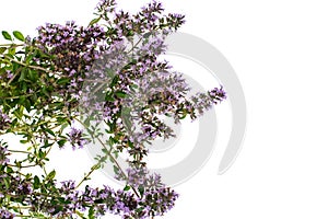Bunch of fresh thyme on white background