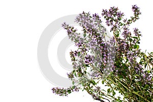 Bunch of fresh thyme on white background