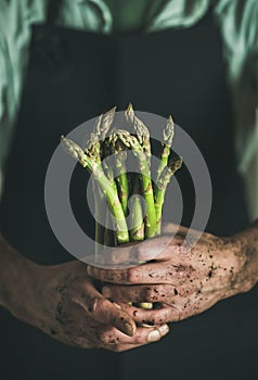 Bunch of fresh uncooked seasonal asparagus in dirty man`s hands
