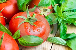 Bunch of fresh wet organic tomatoes, green basil on aged plank wood garden table, clean eating, healthy diet, Provence