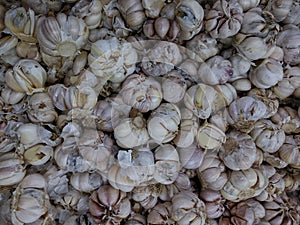 Bunch of fresh white garlic from top view