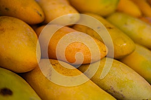 Bunch of fresh yellow mango fruits on  a counter on a food market stall. Mangos growing on a large fruit tree. The sweet tropical