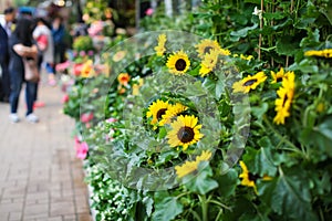 Bunch of fresh yellow sunflowers ready for sale at flower farmer market