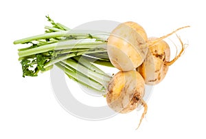 bunch of fresh yellow turnips with stems isolated