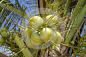 Bunch of fresh young coconuts on green palm tree in Thailand