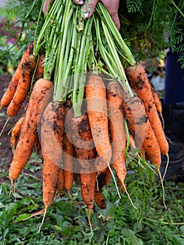 A bunch of freshly dug carrots photo