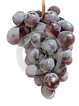 Bunch of freshly harvested black grapes