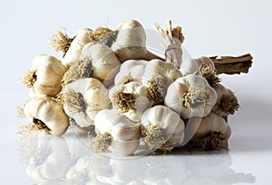 A bunch of freshly harvested garlic from a home garden.