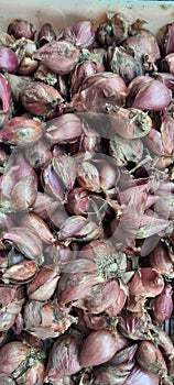a bunch of freshly harvested shallots