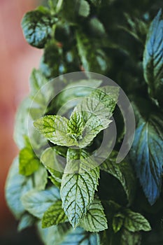 Bunch of freshly picked aromatic mint