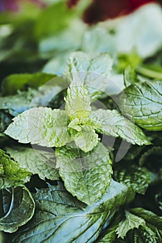 Bunch of freshly picked aromatic mint