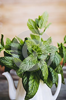 Bunch of freshly picked aromatic mint