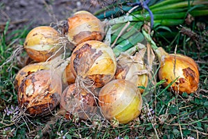 A bunch of freshly picked onions. Harvest. Close-up