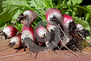 Bunch of Freshly Picked Red & White Radishes