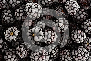 Bunch of frozen blackberries close up