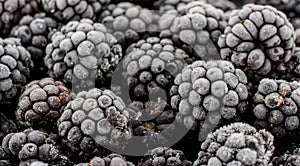 Bunch of frozen blackberries close up