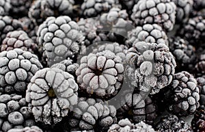 Bunch of frozen blackberries close up