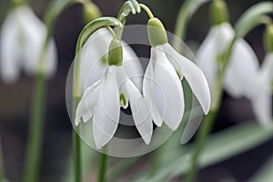 Bunch of galanthus nivalis, common snowdrop in bloom, early spring bulbous flowers, macro detail view