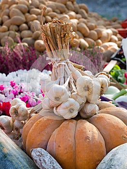 Bunch of garlic on a Big Pumpkin in a country fair