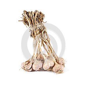 Bunch of garlic bulbs isolated on white background