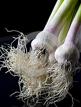 Bunch of garlic with roots to drying