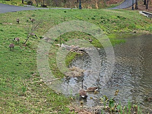 A bunch of Geese at Broker Pond on the campus of UNC Charlotte in Charlotte, NC photo