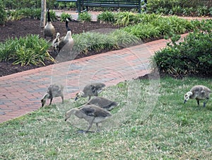 A bunch of Geese near Broker Pond on the campus of UNC Charlotte in Charlotte, NC photo