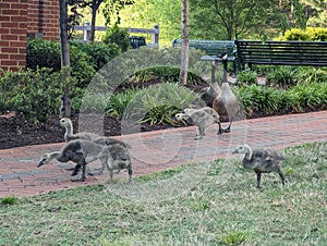 A bunch of Geese near Broker Pond on the campus of UNC Charlotte in Charlotte, NC photo