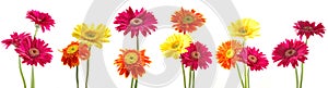 Bunch of gerbera flowers