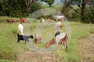 Bunch of goats grazing green grass at farm field.