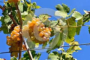 Bunch of golden grapes on grapevine right before harvest