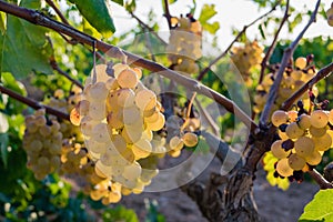 Bunch of Golden grapes hanging on vine stock at wine yard, plantation