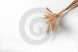 Bunch of golden rye ears, dry yellow cereals spikelets on light white background, closeup