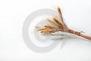 Bunch of golden rye ears, dry yellow cereals spikelets on light white background, closeup