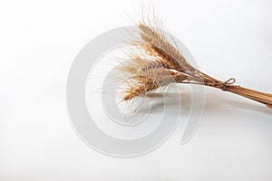 Bunch of golden rye ears, dry yellow cereals spikelets on light white background, closeup