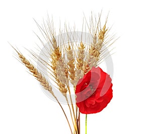 Bunch of golden wheat ears with red poppy on white isolated bac