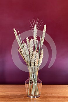 Bunch of golden wheats in small glass transparent vase on the table, burgundy purple background