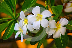 Gorgeous Frangipani Flowers photo