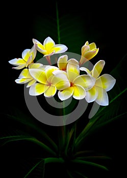 Gorgeous frangipani flowers photo