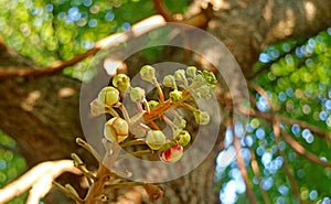 Bunch of Gorgeous Shorea Robusta or Sal Flower Buds Growing on the Tree