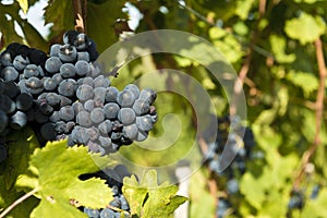 Bunch of grape on the grapevine